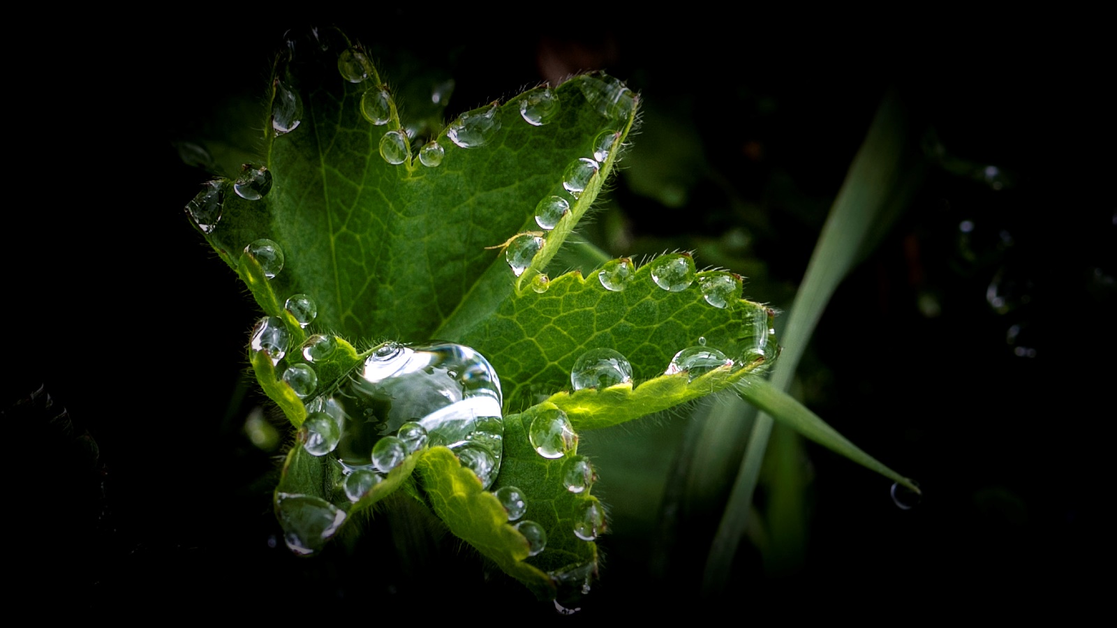 Bitzer im Morgenlicht